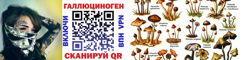 Галлюциногенные грибы Psilocybine cubensis  Торопец 